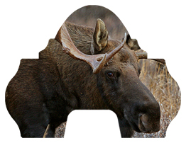 Gone Hunting (Moose)